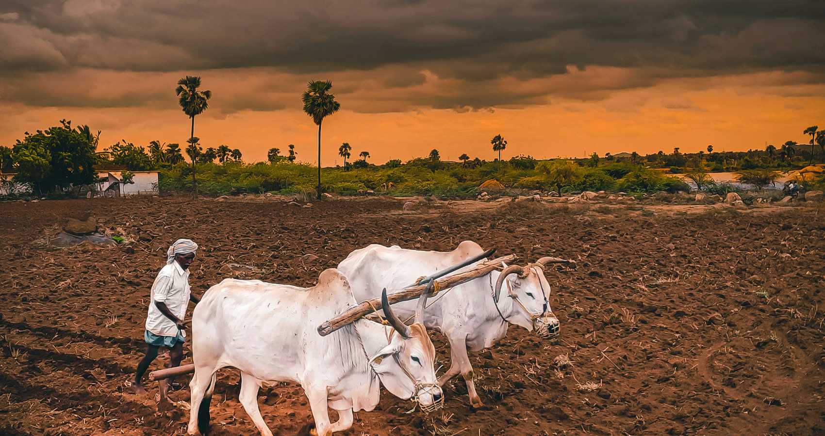 The Jeera Farmer, an excerpt by Prafulla Vyas at Spillwords.com