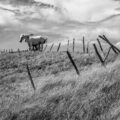 Wild Horses, a poem by Sharon Wilson at Spillwords.com