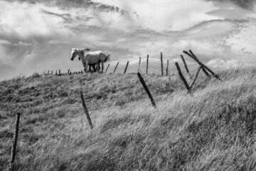 Wild Horses, a poem by Sharon Wilson at Spillwords.com