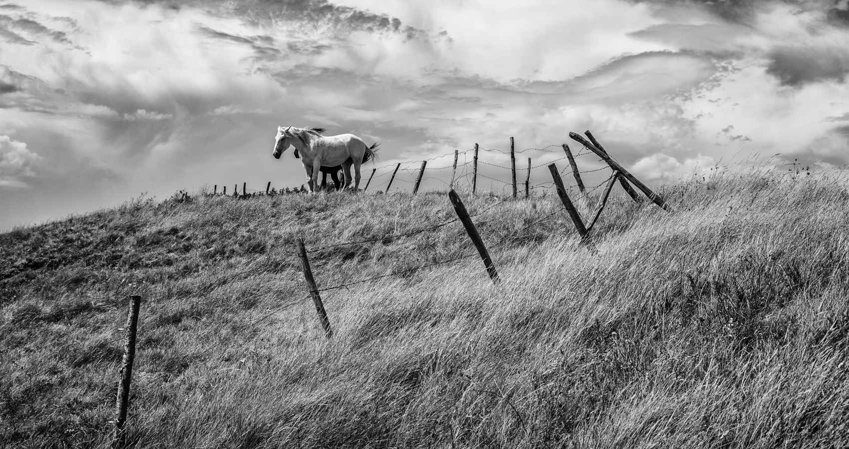 Wild Horses, a poem by Sharon Wilson at Spillwords.com