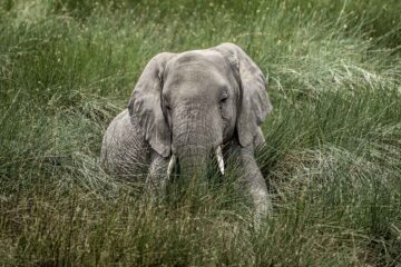 Elephant, a haiku by Ellen Urowitz at Spillwords.com