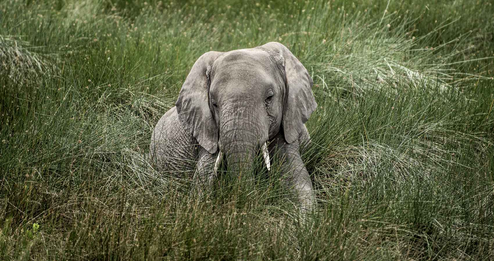 Elephant, a haiku by Ellen Urowitz at Spillwords.com