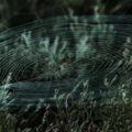 Webs of Life, a poem by Iolanda Leotta at Spillwords.com