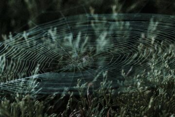 Webs of Life, a poem by Iolanda Leotta at Spillwords.com