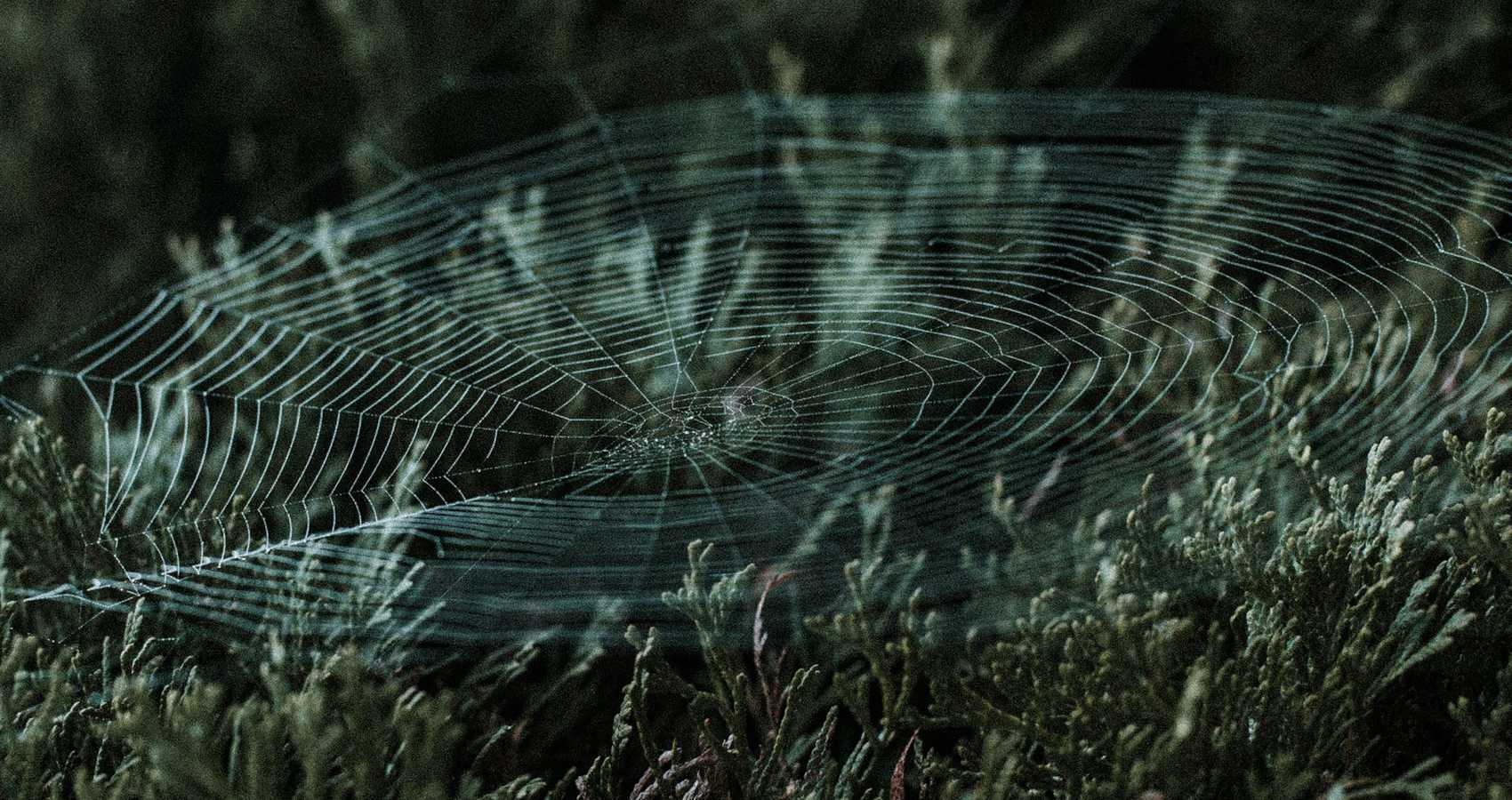 Webs of Life, a poem by Iolanda Leotta at Spillwords.com