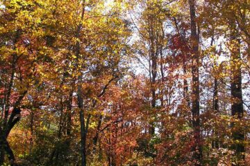 Autumn Is My Happy Season, poetry by Valerie Dawn Goad at Spillwords.com