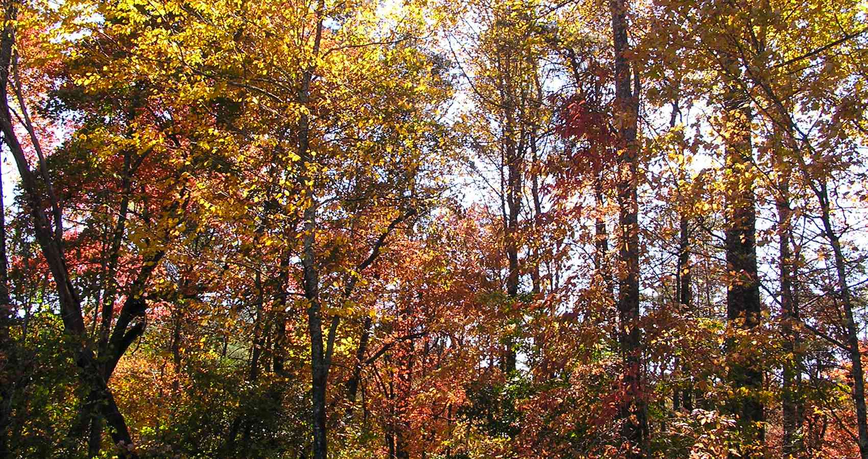 Autumn Is My Happy Season, poetry by Valerie Dawn Goad at Spillwords.com