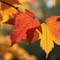 Autumn's Lights, a poem by Joyanne O'Donnell at Spillwords.com