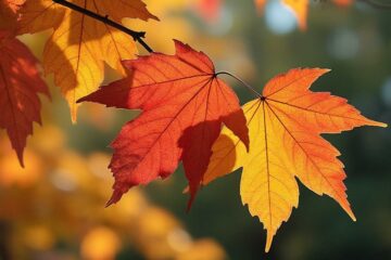 Autumn's Lights, a poem by Joyanne O'Donnell at Spillwords.com