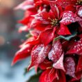 Poinsettia Wreath in a December Churchyard, poetry by Polly Oliver at Spillwords.com