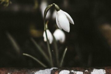 The Snowdrop, a poem by Nina Taylor at Spillwords.com