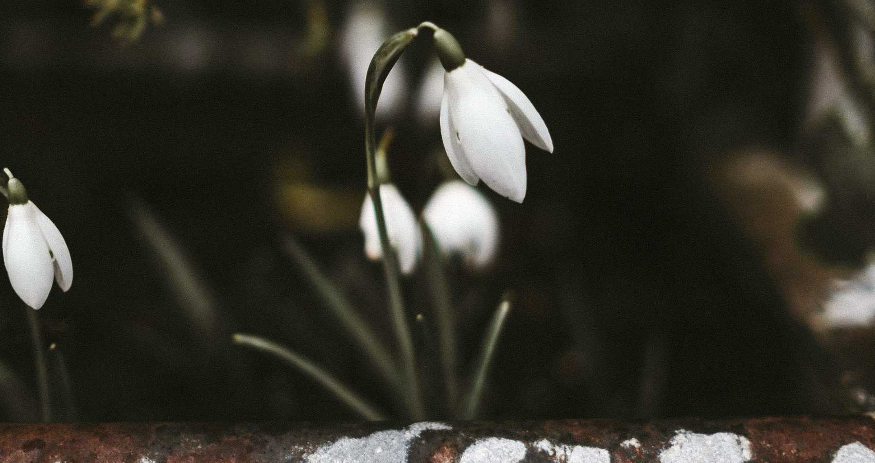 The Snowdrop, a poem by Nina Taylor at Spillwords.com