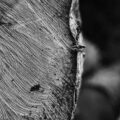 The Agony of a Cut Pine, a poem by Gul Bakhti at Spillwords.com