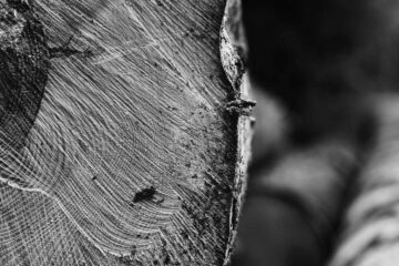 The Agony of a Cut Pine, a poem by Gul Bakhti at Spillwords.com