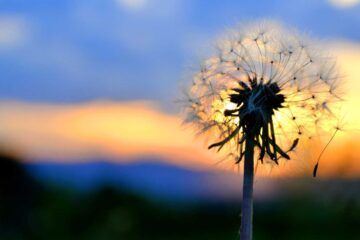 The Dandelion, poetry by Ritika Satapathy at Spillwords.com