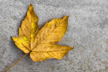 Love Like Leaf, poetry by Hein Min Htun at Spillwords.com