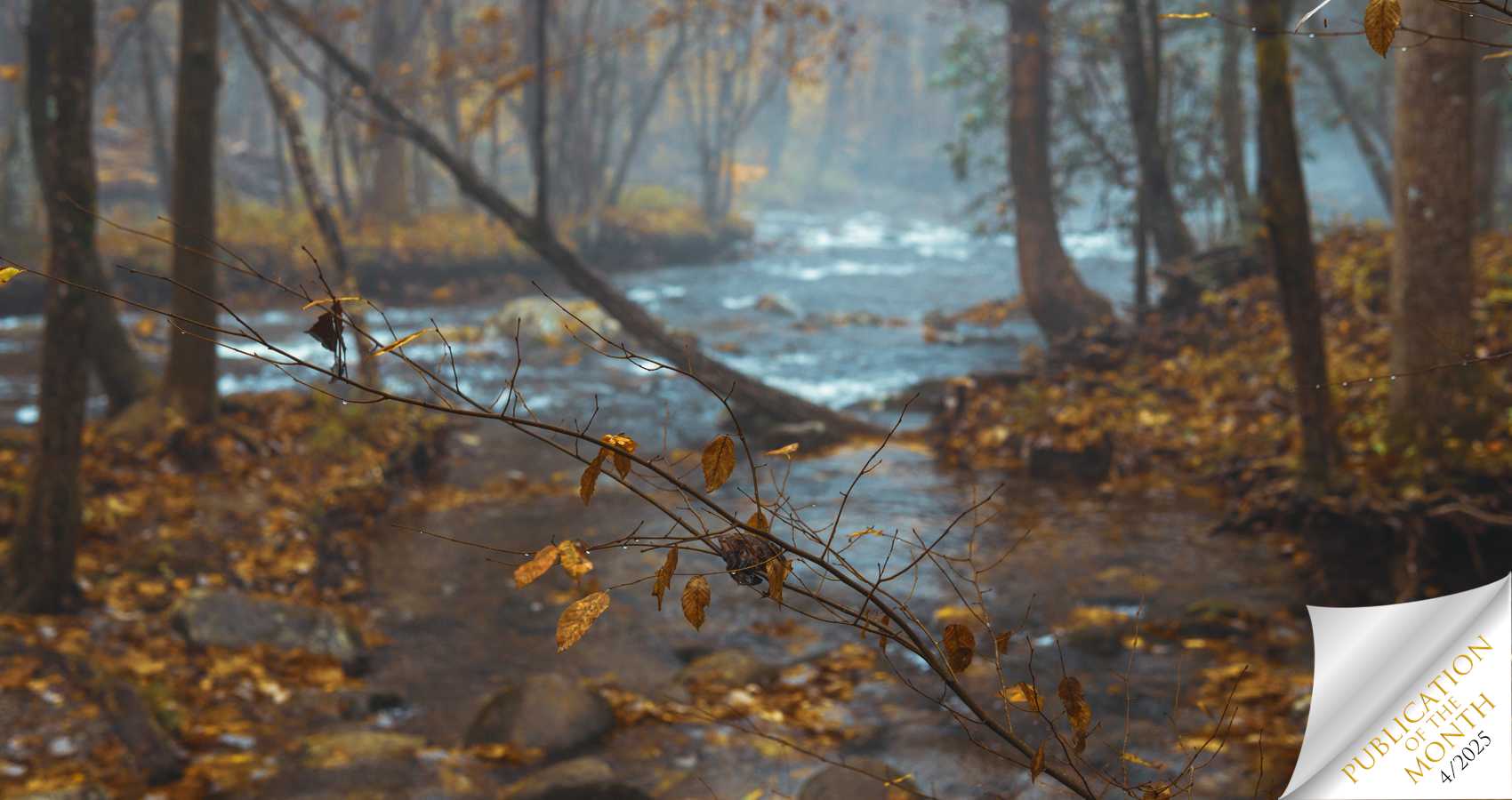 The Forest, poetry by Maggie Watson at Spillwords.com