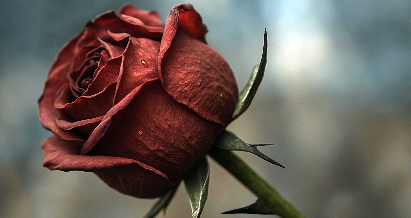 Faded Thorned Rose, a poem by Jackie Shaffer at Spillwords.com