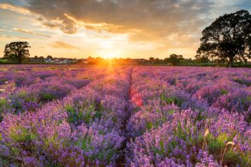 June Glory, micropoetry by Lakshman Bulusu at Spillwords.com