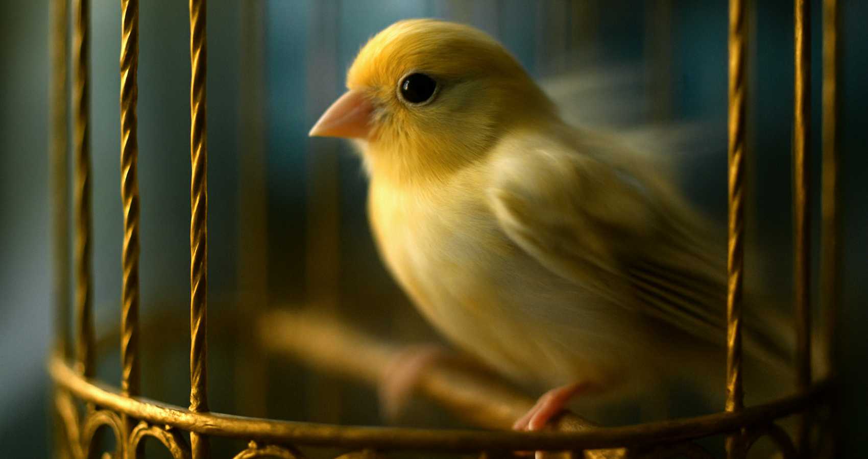 Little Bird, poetry by Abdulreza Alvari at Spillwords.com