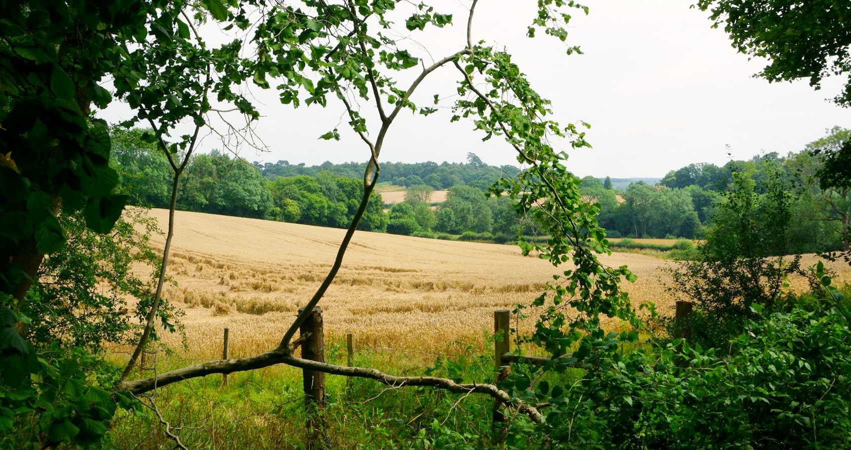 A Green and Pleasant Land, an essay by Sarah Das Gupta at Spillwords.com