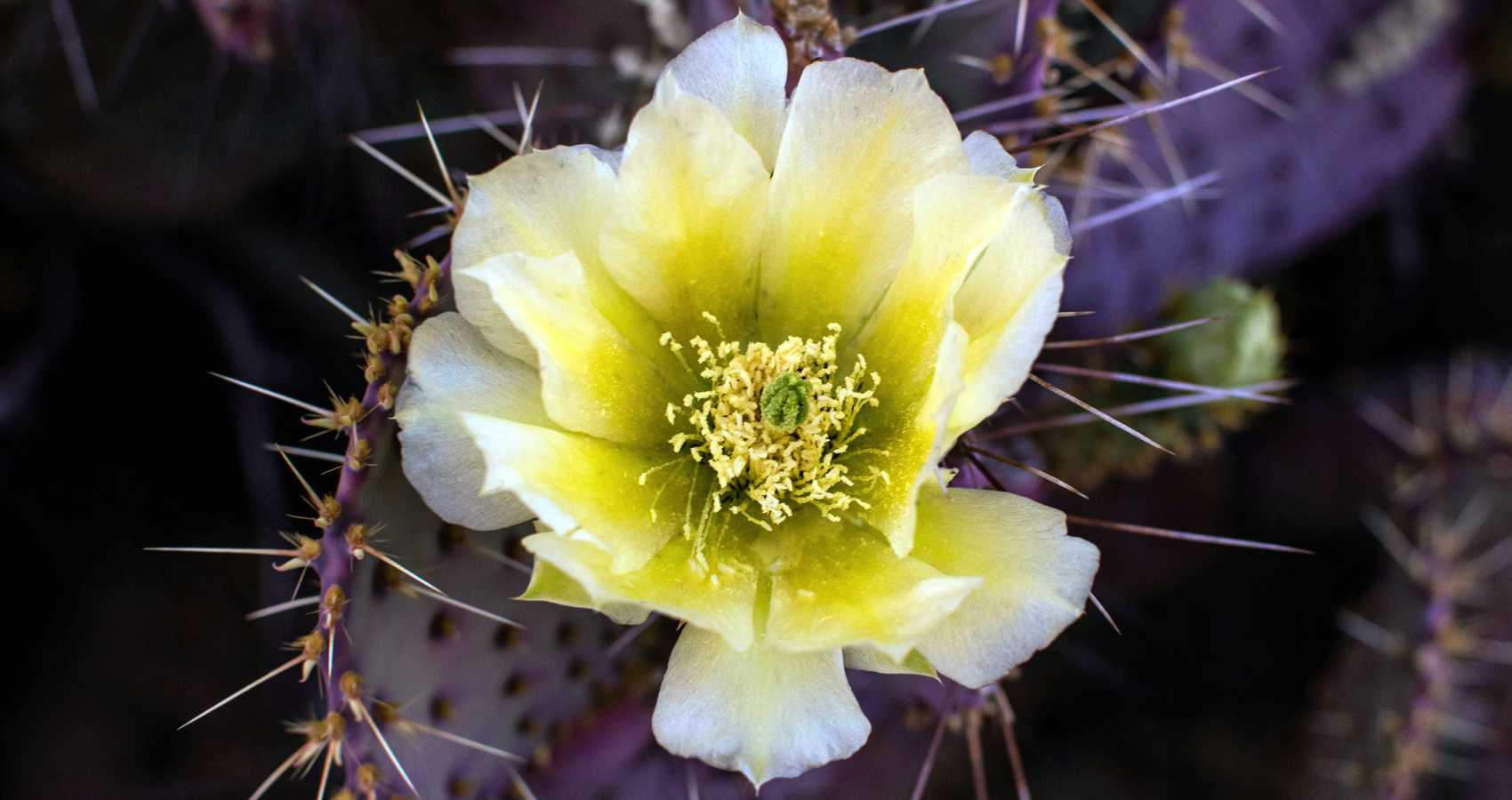 Just One Nation, poetry by Maria Dulce Leitão Reis at Spillwords.com