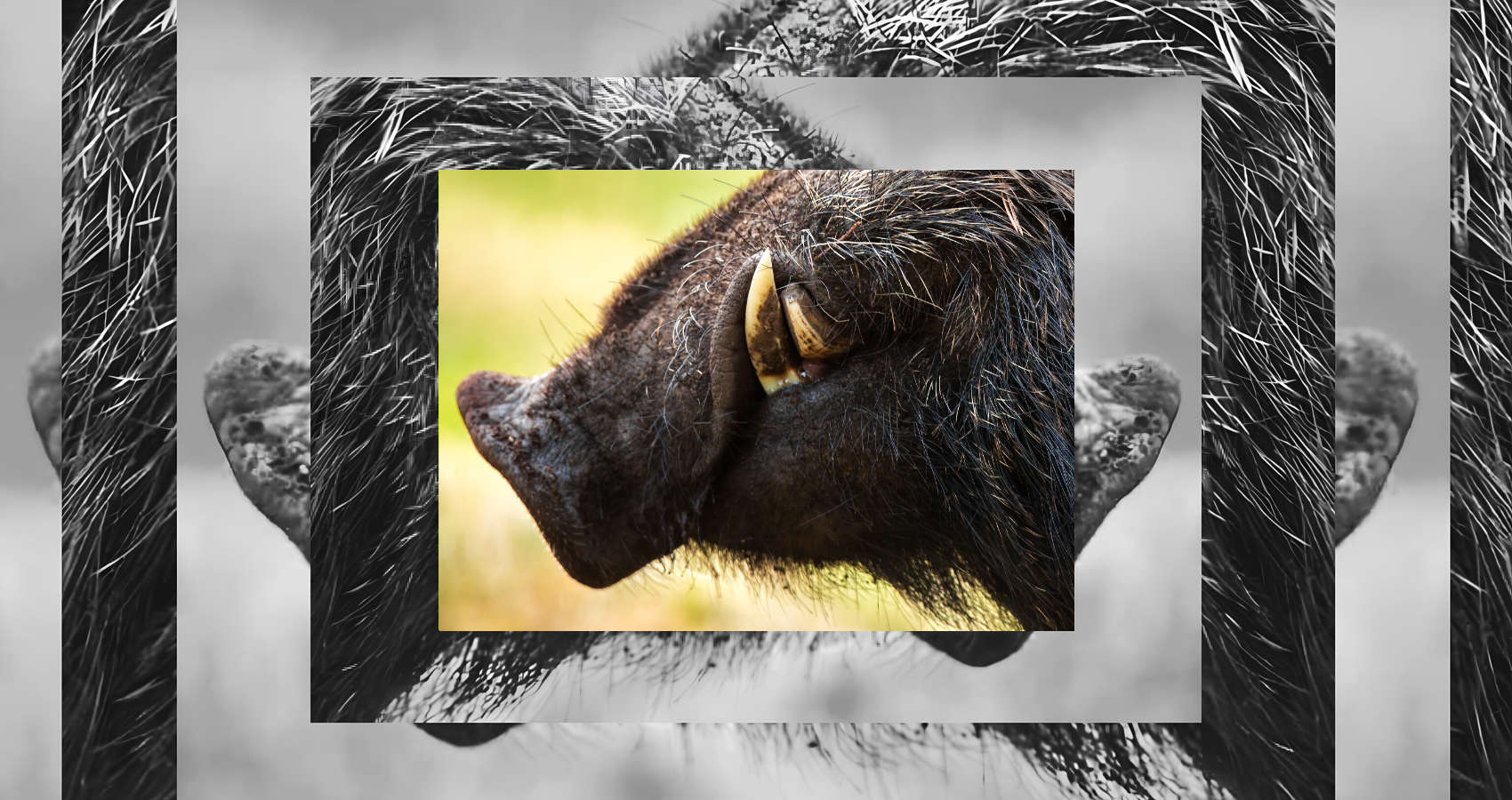 Tusk, a short story by R. M. Greta at Spillwords.com