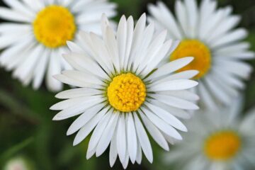 Daisies, a poem by Brittany Benko at Spillwords.com