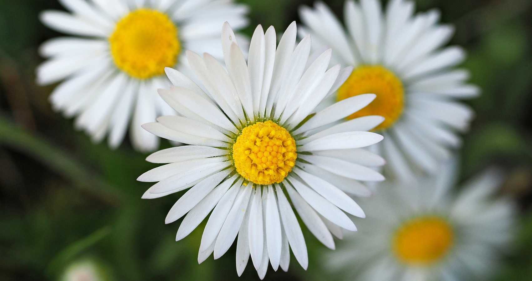Daisies, a poem by Brittany Benko at Spillwords.com