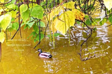 Duck on the Lake… a haiku by Steliana Cristina Voicu at Spillwords.com