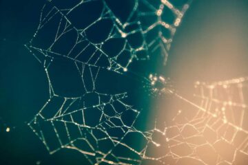 Spider on a Hand, poetry by Lauren Scott at Spillwords.com