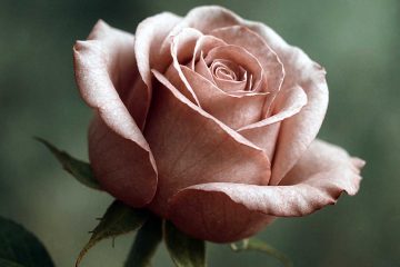 Every Rose Has A Thorn, poetry by Lindsay Soberano Wilson at Spillwords.com