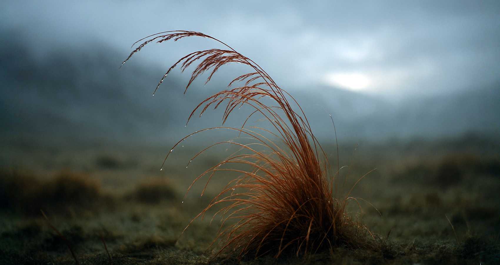 Go Well, Dear Mother, poetry by Red Tussock at Spillwords.com