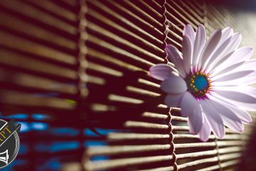 Spearmint and Musk Oil, a short story by Phyllis P. Colucci at Spillwords.com