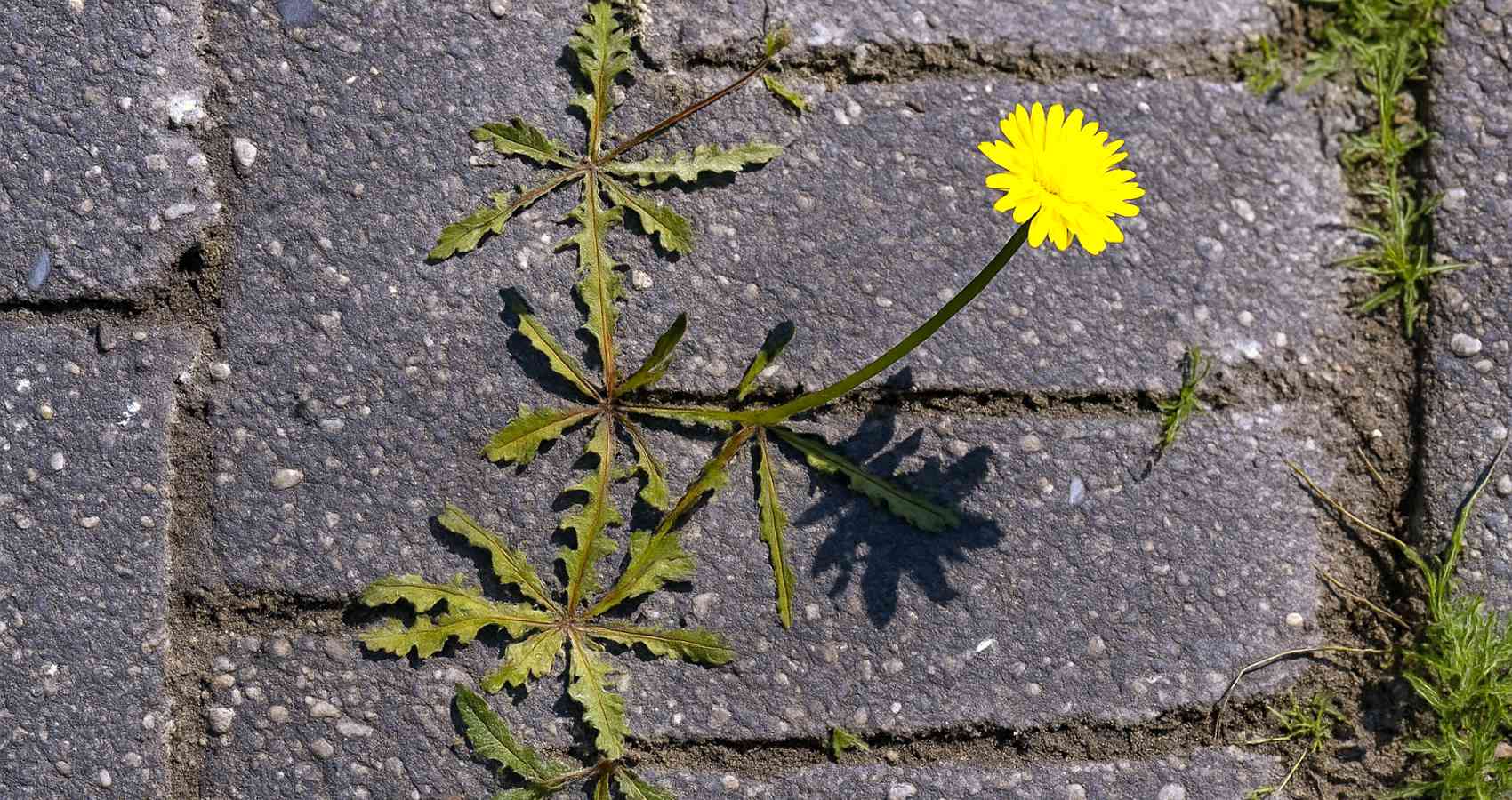 The Tiny Yellow Flower, a poem by Ruchi Srivastava at Spillwords.com
