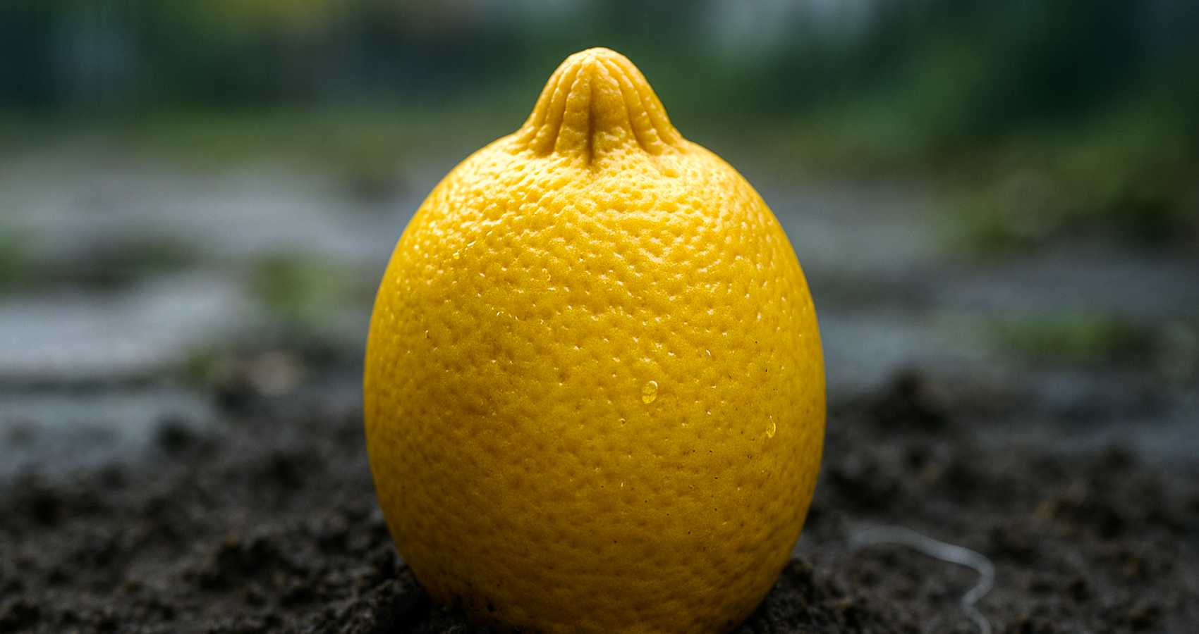 The Unexpected Lemon, poetry by Christian Ward at Spillwords.com