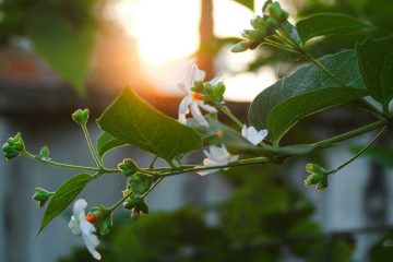 Autumn Breeze, poetry by Ritika Satapathy at Spillwords.com