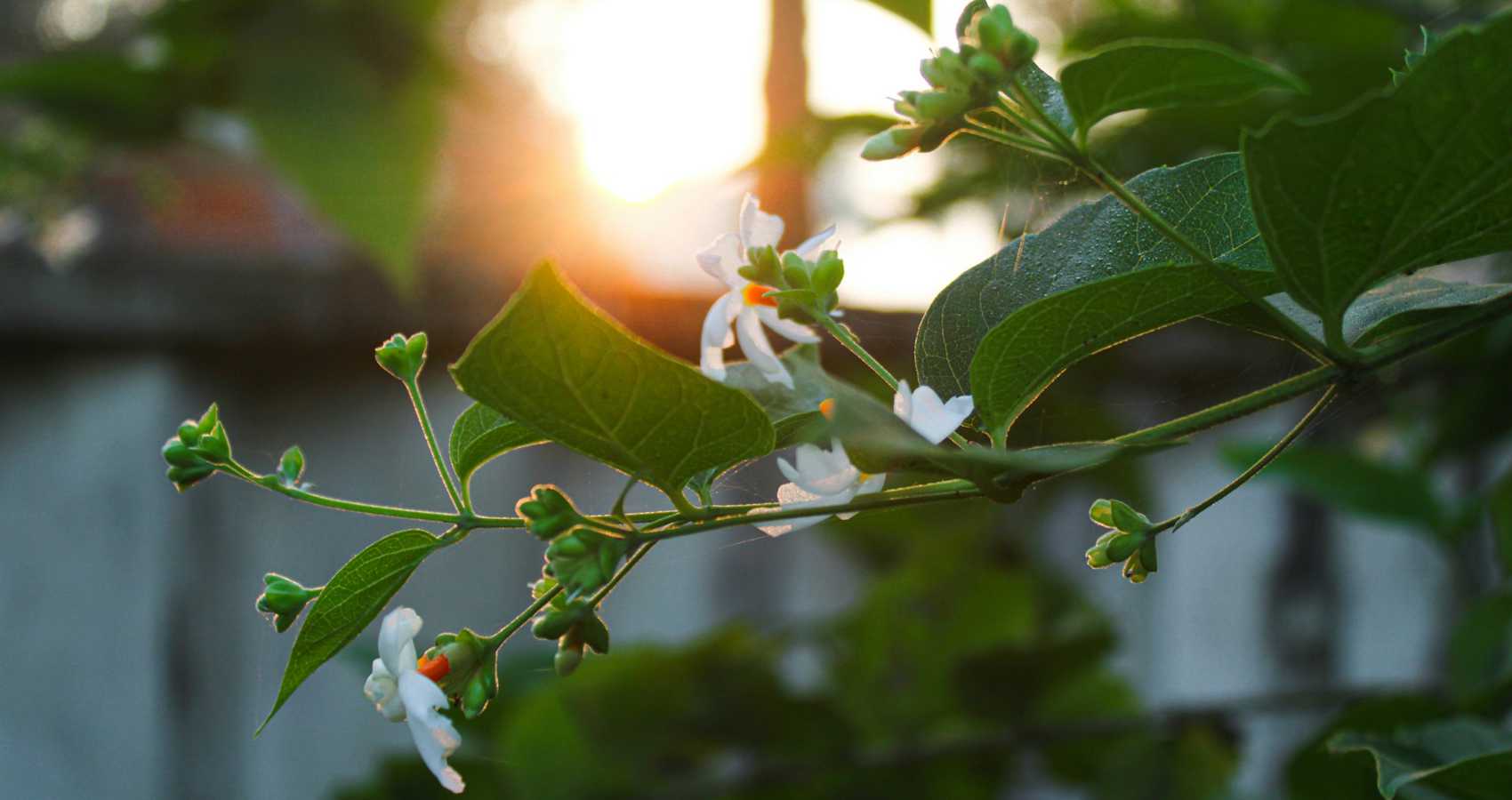 Autumn Breeze, poetry by Ritika Satapathy at Spillwords.com