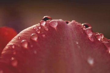 Autumn Shimmer, a poem by Zaki Ansari at Spillwords.com