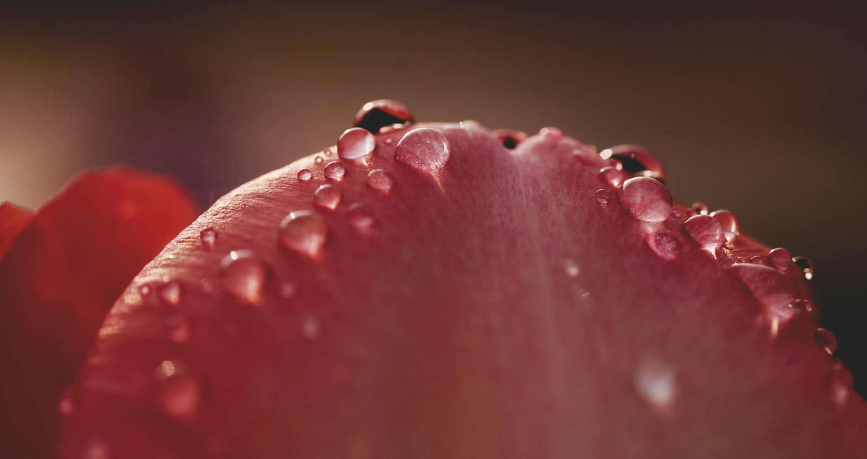 Autumn Shimmer, a poem by Zaki Ansari at Spillwords.com