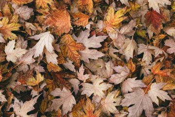 Autumn, poetry by Eric Shelman at Spillwords.com