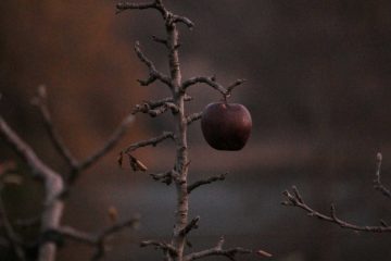 Hang On, poetry by Vaishnavi Pusapati at Spillwords.com