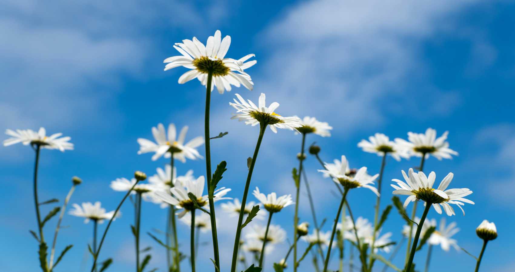 Piękno Jest Tym, Czym Je Uczynimy, a poem by Katarzyna Dominik at Spillwords.com