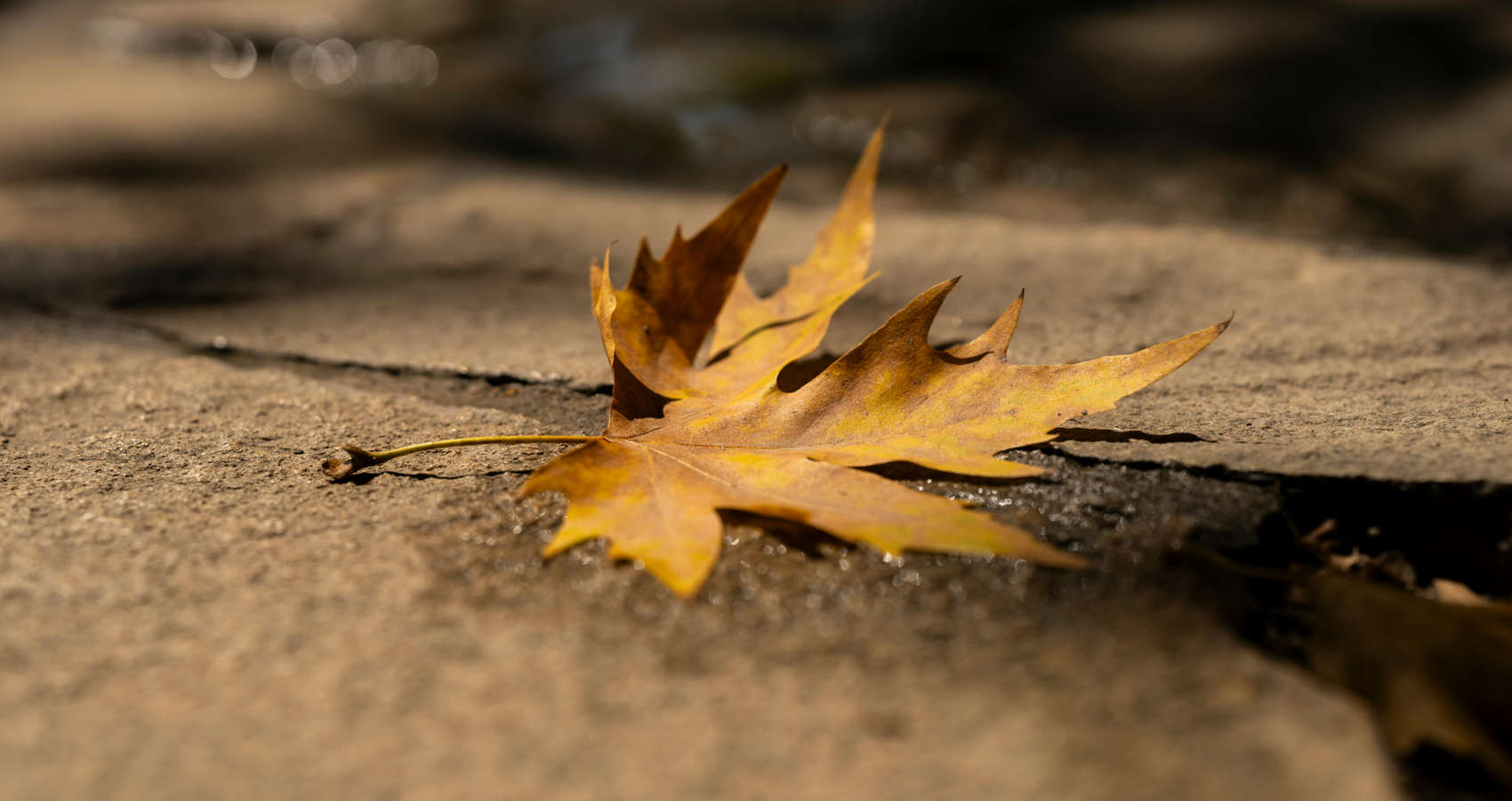 Seasons, poetry by Gregory Matthews at Spillwords.com