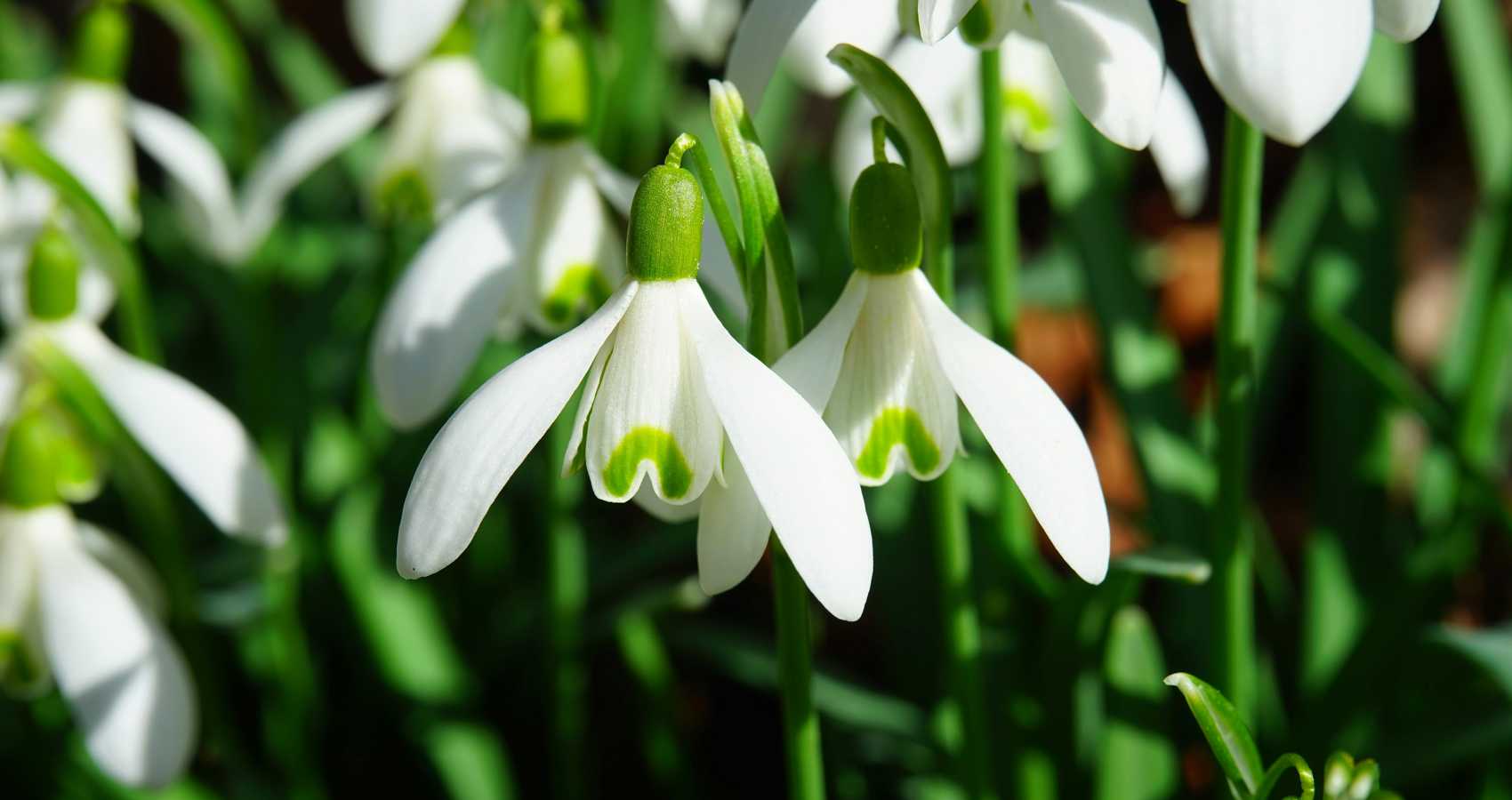 Snowdrops, a poem by Kenneth Slessor at Spillwords.com