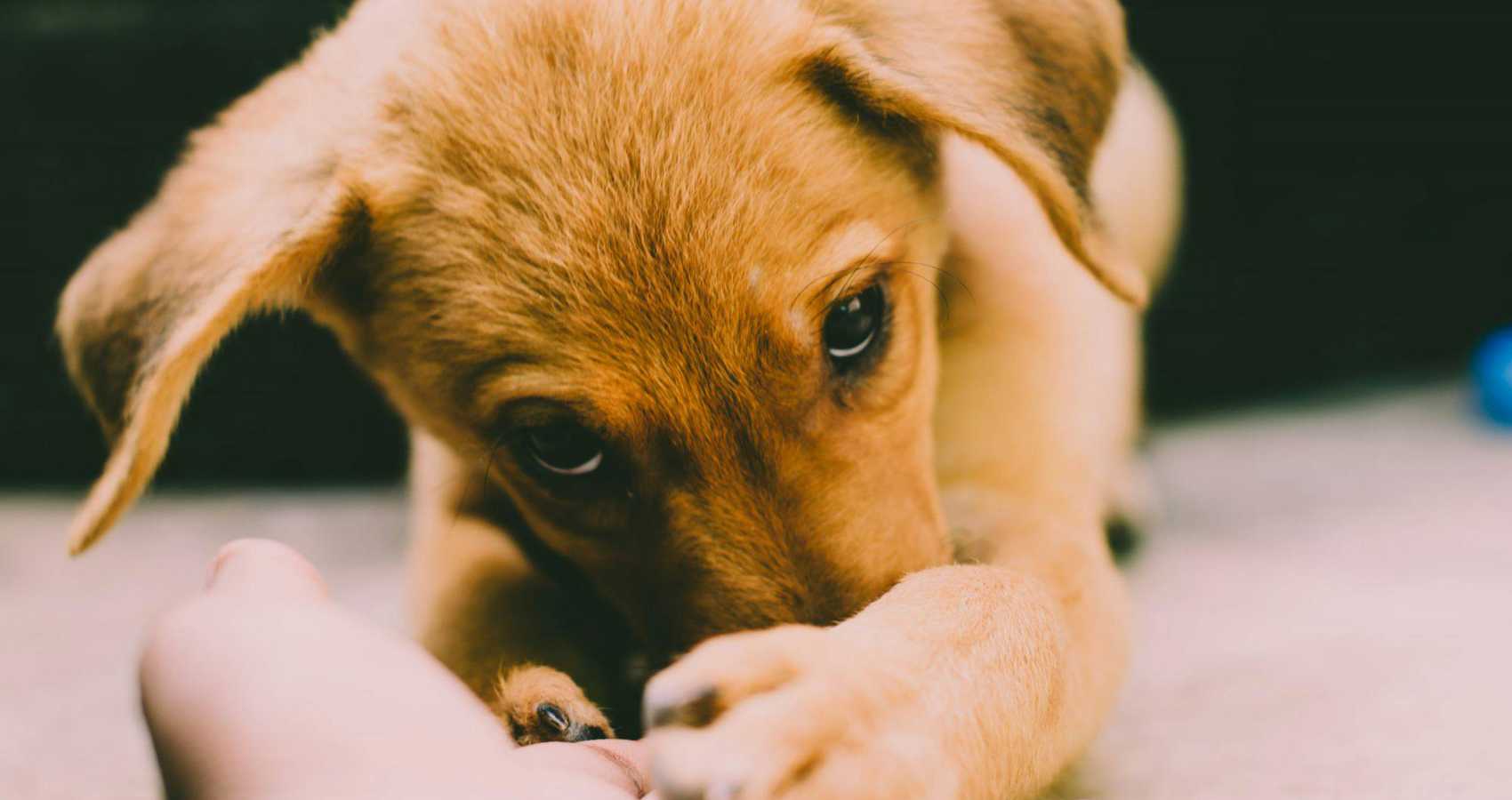 Soft Paws, micropoetry by Zach Zajac at Spillwords.com