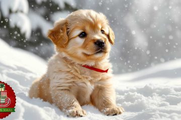 A Tiny Bell and the Christmas Miracle, a short story by James D. A. Terry at Spillwords.com