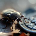 A Yuletide Bug, micropoetry by Clive Grewcock at Spillwords.com