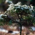Little Spruce Tree, short story by Sylvia Jean Melvin at Spillwords.com