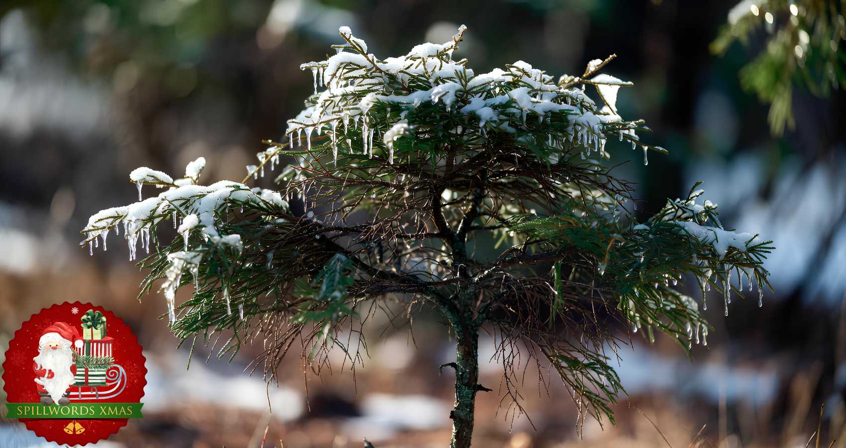 Little Spruce Tree, short story by Sylvia Jean Melvin at Spillwords.com